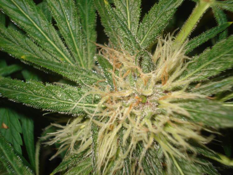 Amnesia